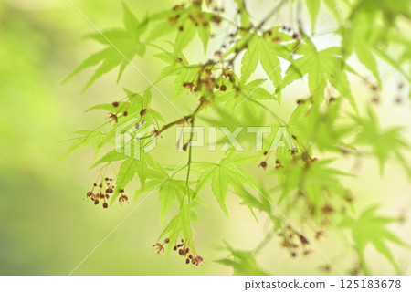 新鮮的綠色生態 新鮮的綠色生態 125183678