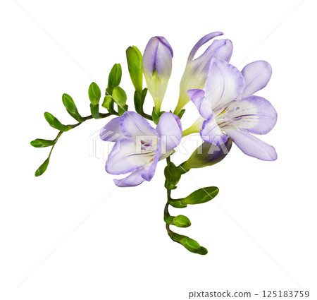 Purple freesia flowers and buds in a corner floral arrangement isolated on white background Purple freesia flowers and buds in a corner floral arrangement isolated on white background 125183759