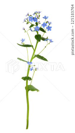 Fresh blue forget-me-not (Brunnera) flowers isolated on white background 125183764
