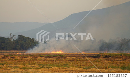 agricultural waste burning cause of smog and pollution. 125183837