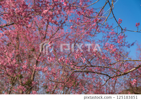 A vibrant close-up of cherry blossom branches in full bloom A vibrant close-up of cherry blossom branches in full bloom 125183851