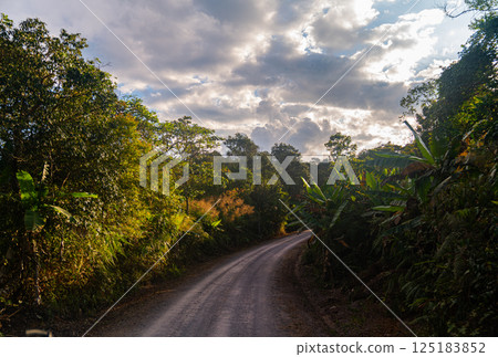 The way to A serene forest landscape The way to A serene forest landscape 125183852