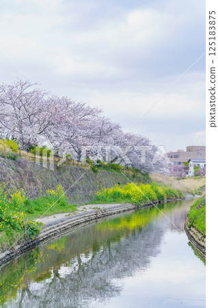 [Mobara City, Chiba Prefecture] Cherry blossom trees along the Toyota River 125183875
