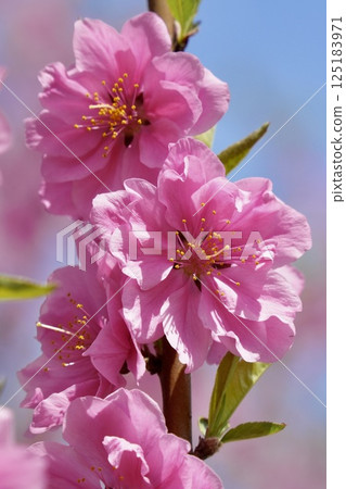 Pink double-flowered peach blossoms shining against the blue sky 125183971
