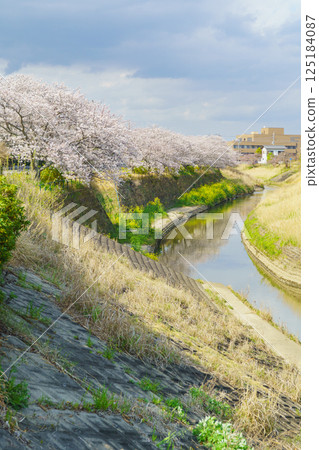 [Mobara City, Chiba Prefecture] Cherry blossom trees along the Toyota River 125184087