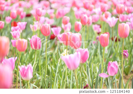 tulip field pink tulips spring flowers april tulip field pink tulips spring flowers april 125184140