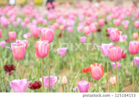 tulip field pink tulips spring flowers april 125184153
