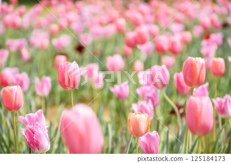 tulip field pink tulips spring flowers april 125184173