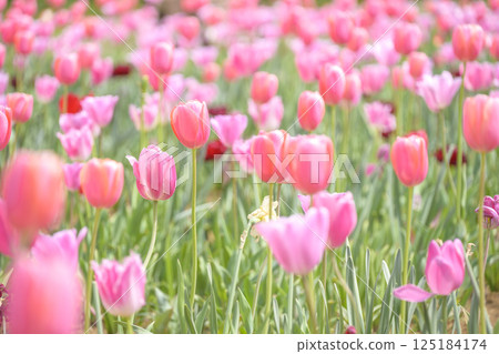 tulip field pink tulips spring flowers april tulip field pink tulips spring flowers april 125184174