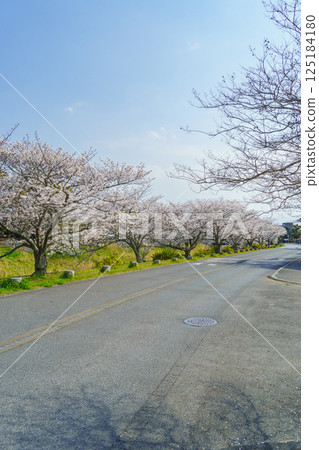 【千葉縣茂原市】豐田川沿岸的櫻花樹(拍攝於茂原市政廳附近) 【千葉縣茂原市】豐田川沿岸的櫻花樹(拍攝於茂原市政廳附近) 125184180