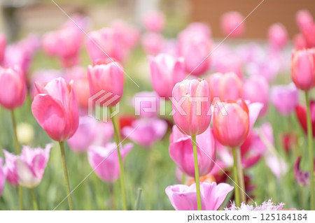 tulip field pink tulips spring flowers april tulip field pink tulips spring flowers april 125184184