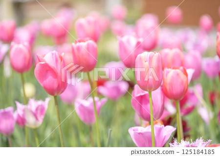 tulip field pink tulips spring flowers april 125184185