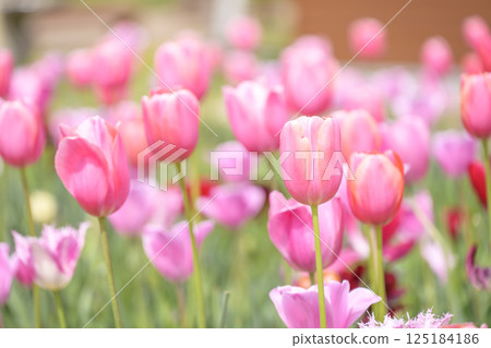 鬱金香花田 粉紅色的鬱金香 春天的花 四月 鬱金香花田 粉紅色的鬱金香 春天的花 四月 125184186