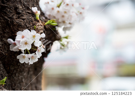 [Magome Sakura-namiki Street] Cherry blossoms blooming from the trunk 125184223