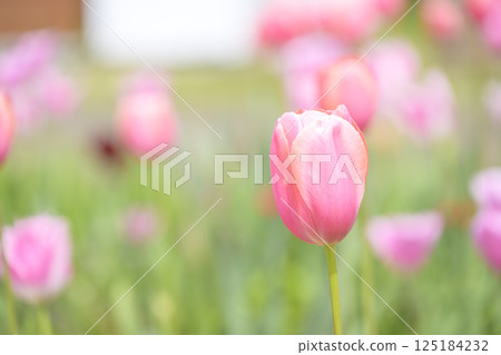tulip field pink tulips spring flowers april tulip field pink tulips spring flowers april 125184232