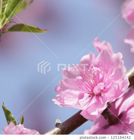 Pink double-flowered peach blossoms shining against the blue sky 125184242