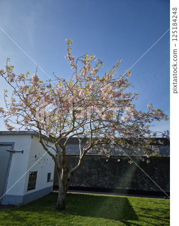 Window View of Plant Life with Sky 125184248