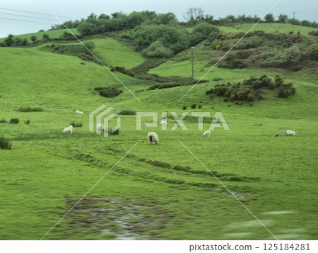 Highland Natural Landscape with Green Vegetation and Sheep 125184281