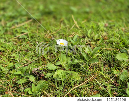 Chamaemelum Nobile Flowering Plant Close-Up Chamaemelum Nobile Flowering Plant Close-Up 125184296