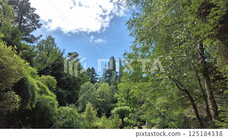 Park with beautiful trees and plants in Ireland, park zone 125184338