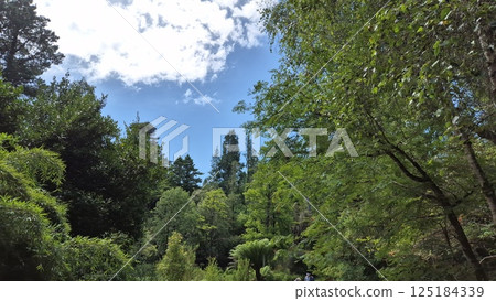 Park with beautiful trees and plants in Ireland, park zone 125184339