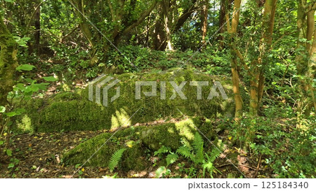 Park with beautiful trees and plants in Ireland, park zone 125184340