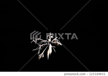 高知市農涼花火大會上呈放射狀展開的煙火 125184631