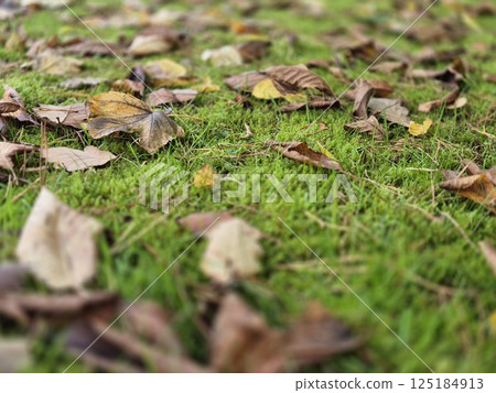 Autumn leaves on grass seasonal background 125184913