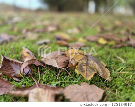 Autumn leaves on grass seasonal background 125184917