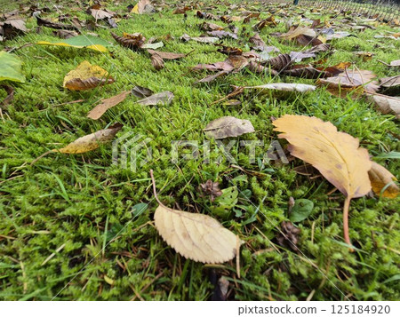 Autumn leaves on grass seasonal background Autumn leaves on grass seasonal background 125184920