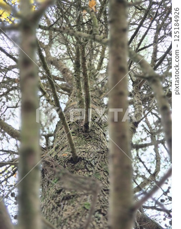 Tree branches in the deep forest background 125184926