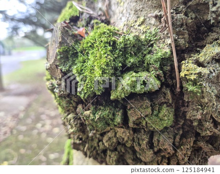 Moss on a tree bark close view natural background 125184941