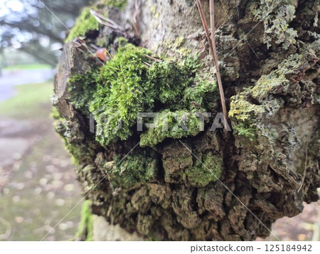 Moss on a tree bark close view natural background Moss on a tree bark close view natural background 125184942