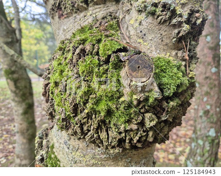 Moss on a tree bark close view natural background Moss on a tree bark close view natural background 125184943