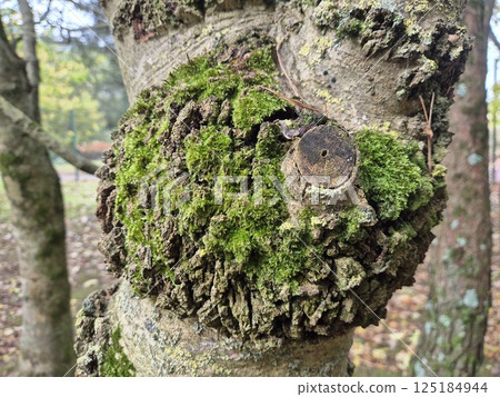 Moss on a tree bark close view natural background Moss on a tree bark close view natural background 125184944