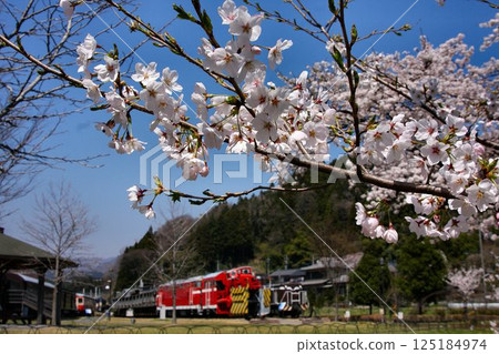 Cherry blossoms blooming in the railway garden... Usui Pass Railway Heritage Park in full bloom in spring 125184974
