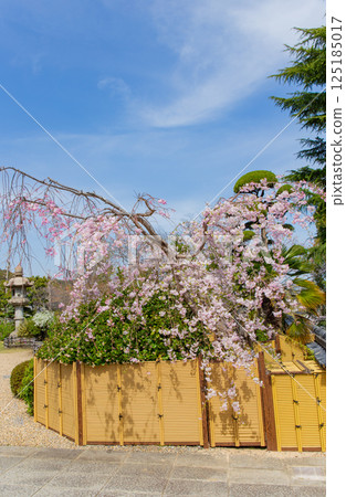 Weeping cherry blossoms at Suma-dera Temple in Kobe 125185017