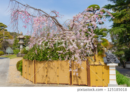 神戶須磨寺的垂枝櫻花 125185018