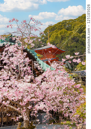 神戶須磨寺的垂枝櫻花和三重塔 125185026