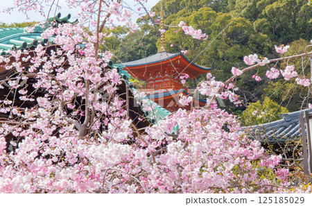 神戶須磨寺的垂枝櫻花和三重塔 神戶須磨寺的垂枝櫻花和三重塔 125185029