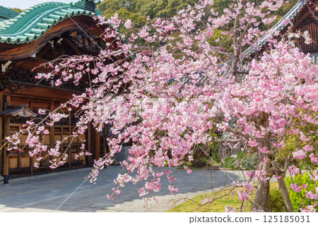 Weeping cherry blossoms at Suma-dera Temple in Kobe Weeping cherry blossoms at Suma-dera Temple in Kobe 125185031