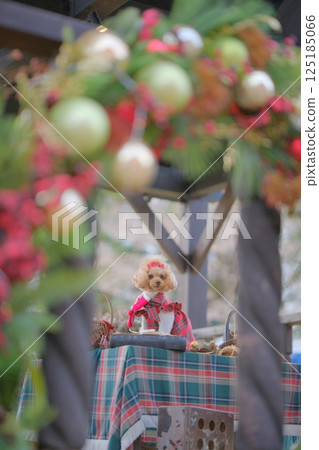 Toy poodle enjoying Christmas Toy poodle enjoying Christmas 125185066