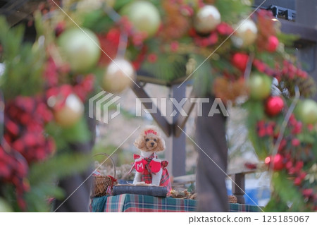 Toy poodle enjoying Christmas Toy poodle enjoying Christmas 125185067