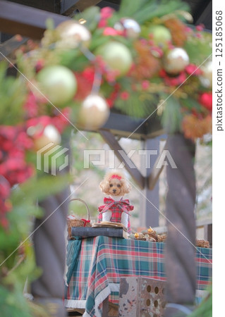 Toy poodle enjoying Christmas 125185068