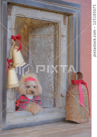 享受聖誕節的玩具貴賓犬 125185073