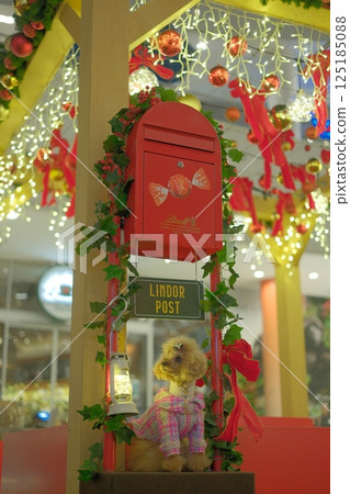 Toy poodle enjoying Christmas lights 125185088