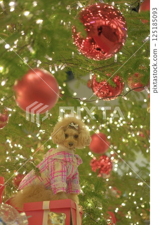 Toy poodle enjoying Christmas lights 125185093