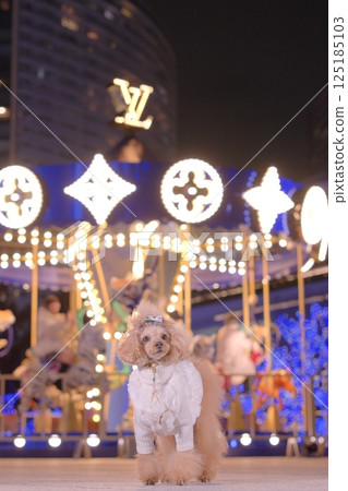 玩具貴賓犬享受聖誕燈 125185103