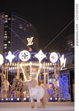 Toy poodle enjoying Christmas lights 125185105