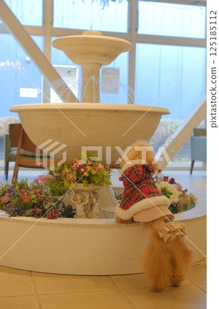 享受聖誕節的玩具貴賓犬 125185112